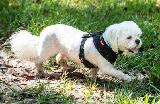 knox pets craigslist